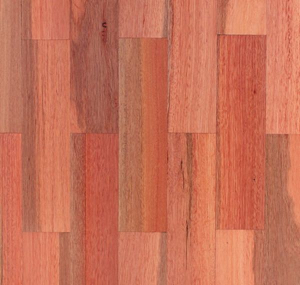 SydneyBlueGum.jpg